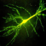 Laboratorio de Circuitos Neuronales