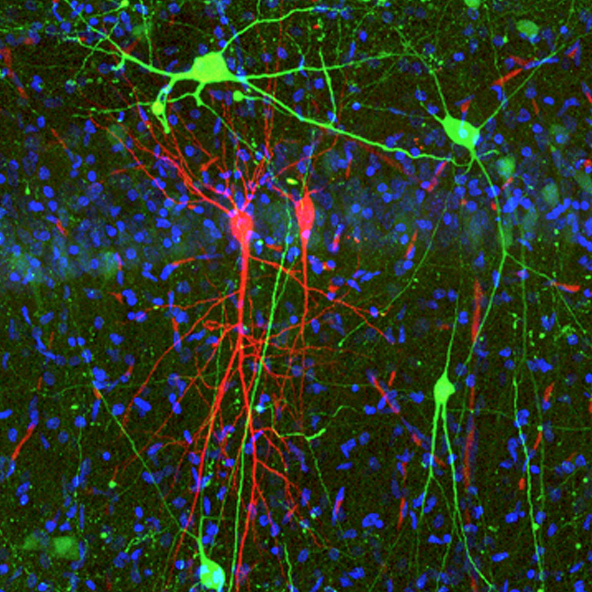 Mapping hippocampal microcircuits