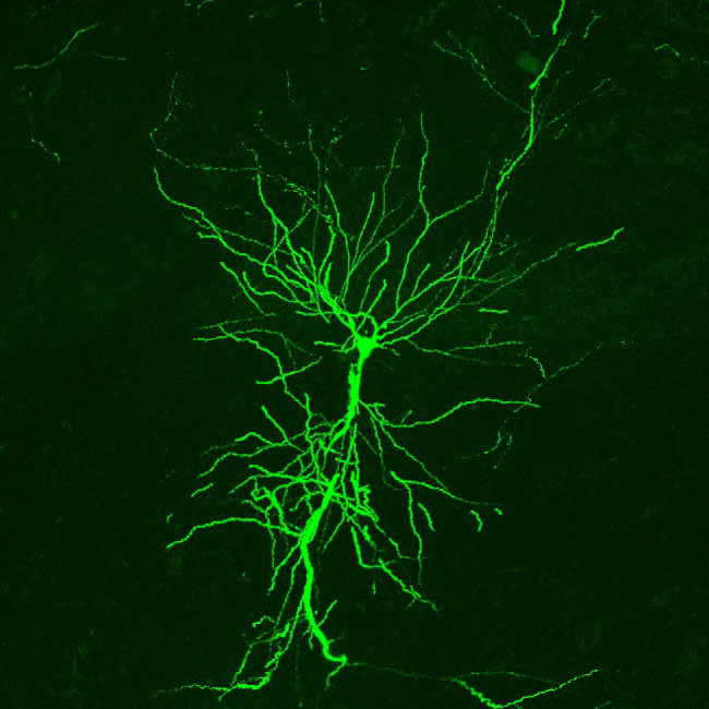 Sublayer organization of CA1 replay
