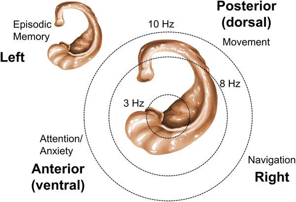 The Theta Stone: 3 to 10 Hz Oscillations to Decipher the Human Brain Code