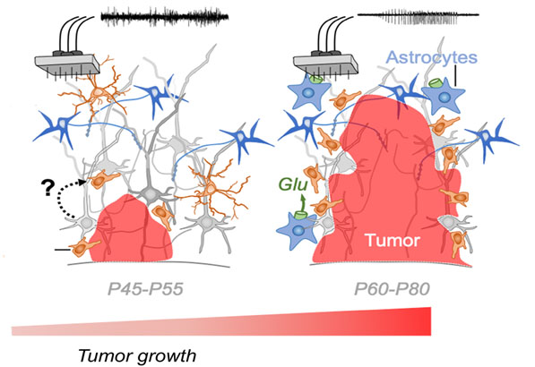 Breaking Down the Wall: The Strategic Plan of Cancer to Conquer the Brain