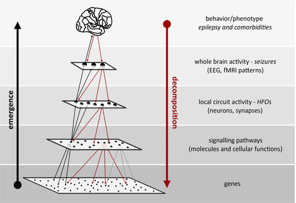 WONOEP APPRAISAL: The many facets of epilepsy networks