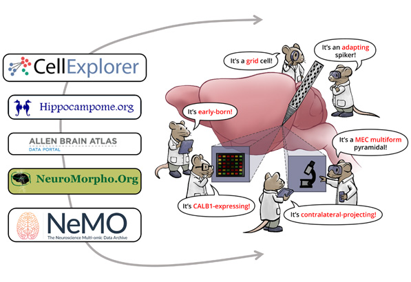 Explorers of the cells: Toward cross-platform knowledge integration to evaluate neuronal function