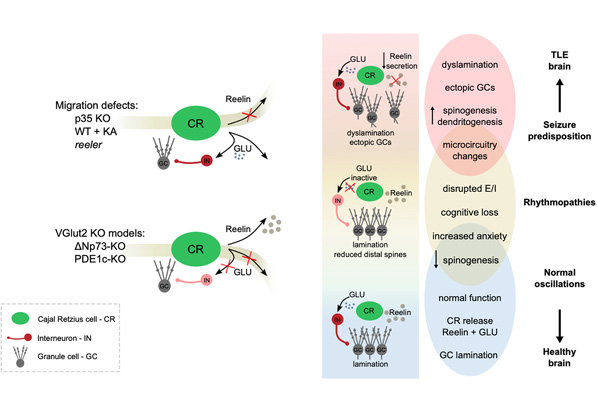 More than reels: Cajal-Retzius cells become active