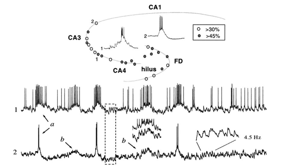 Ubiquity of immature population bursts