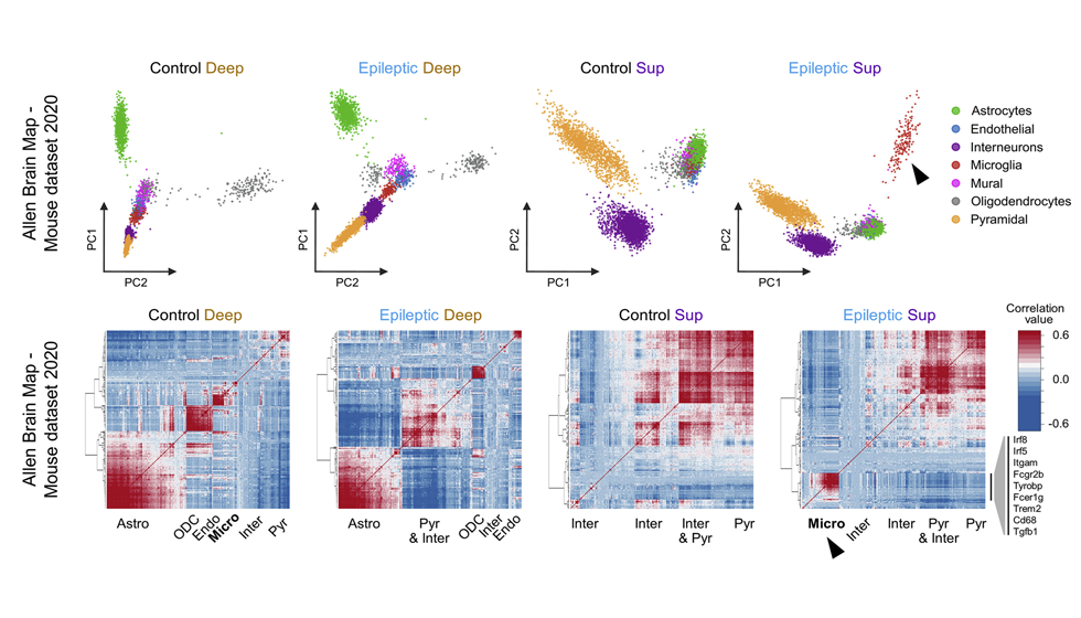 Cell-type pro-sclerotic trajectories